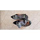 Men approach shoes Scarpa Mescalito