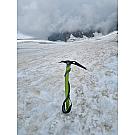 Climbing Technology Hound +