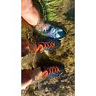 Low hiking shoes Salewa Wildfire 2 GTX