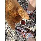 Women's light shoes Scarpa Mescalito Planet