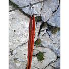 William Screw-lock Carabiner